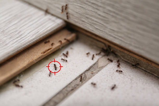 Best Pest Control Near Me  in Reed Creek, GA