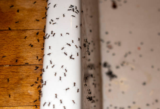 Best Pest Removal Services  in Reed Creek, GA