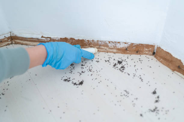 Best Affordable Pest Control Services  in Reed Creek, GA